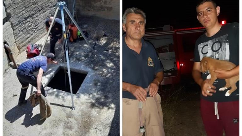 Κρήτη: Διήμερη επιχείρηση της Πυροσβεστικής για τη σωτηρία δύο κουταβιών - Media