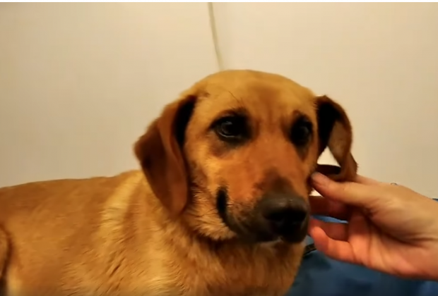 Αίγιο: 85χρονος βίασε σκυλίτσα - Το πιστοποίησε ο κτηνίατρος! (Video) - Media
