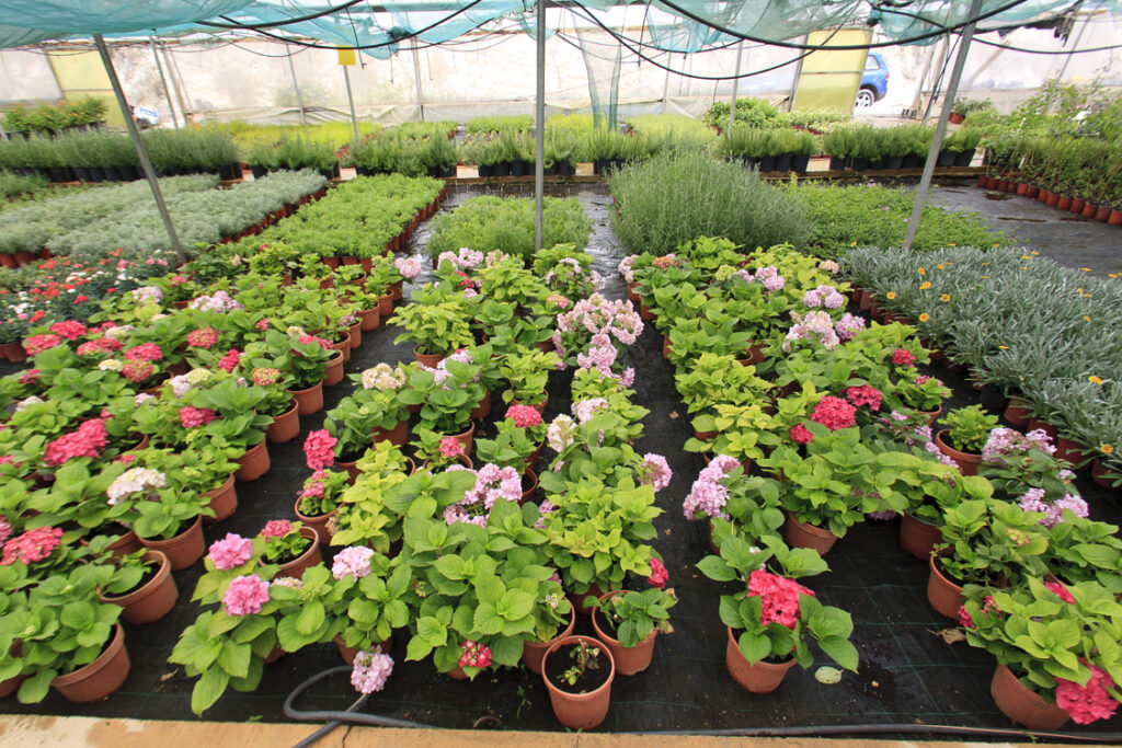 Βόλος:  Έδειραν  ζευγάρι γιατί ήθελε να ψωνίσει από ανταγωνιστή! - Media