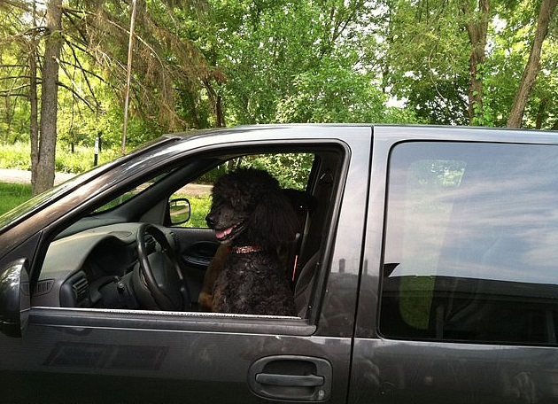 Απίστευτο: Βλέπουν το μαύρο της σκυλί μέσα στο αυτοκίνητο και το περνάνε για αφροαμερικάνο – Τη σταματάνε συνέχεια οι αστυνομικοί για να την ελέγξουν  - Media