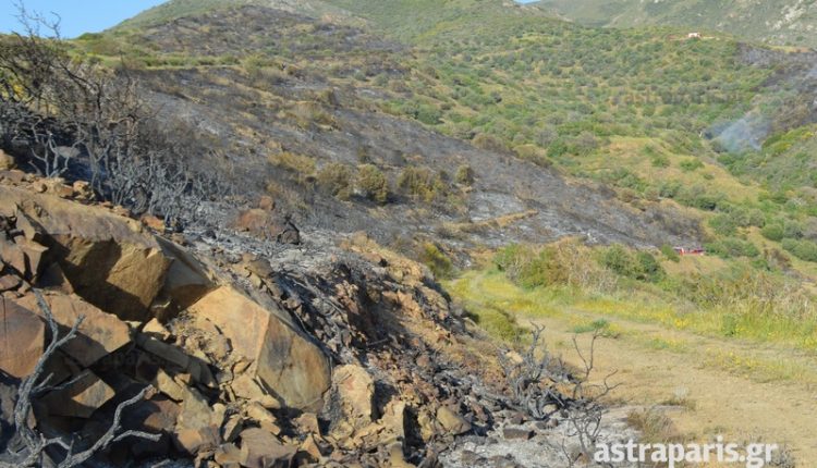 Ψαρά: Αποτεφρώθηκαν 2.500 στρέμματα  - Media