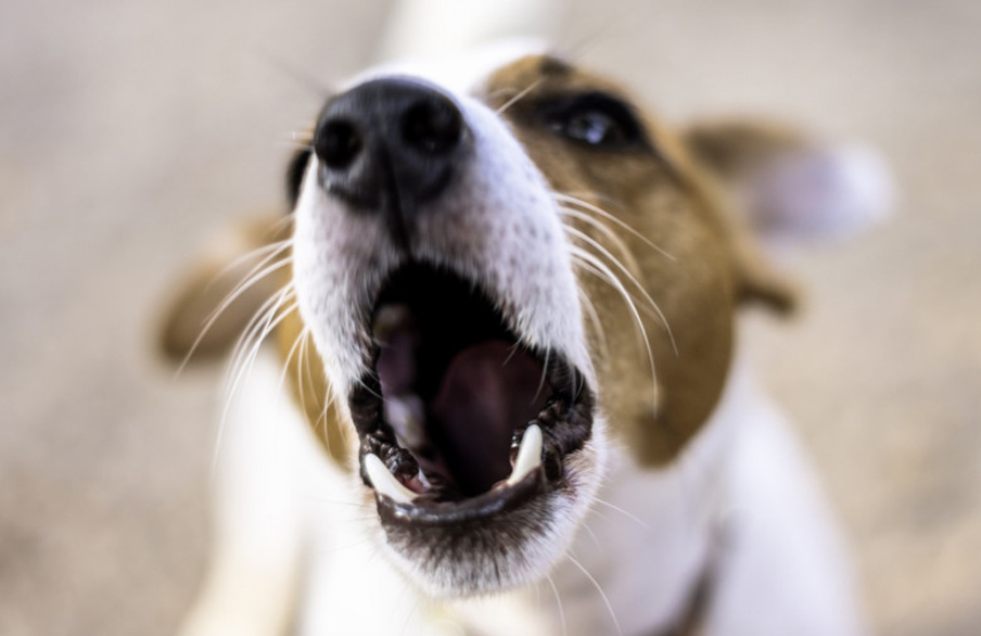 Μυτιλήνη: Πρόστιμο 500 ευρώ σε καταστηματάρχη επειδή γάβγιζε ο σκύλος του - Media