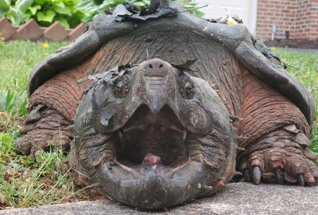 Το... τέρας βγήκε παγανιά: Χελώνα-αλιγάτορας πήρε τους δρόμους (Photo) - Media