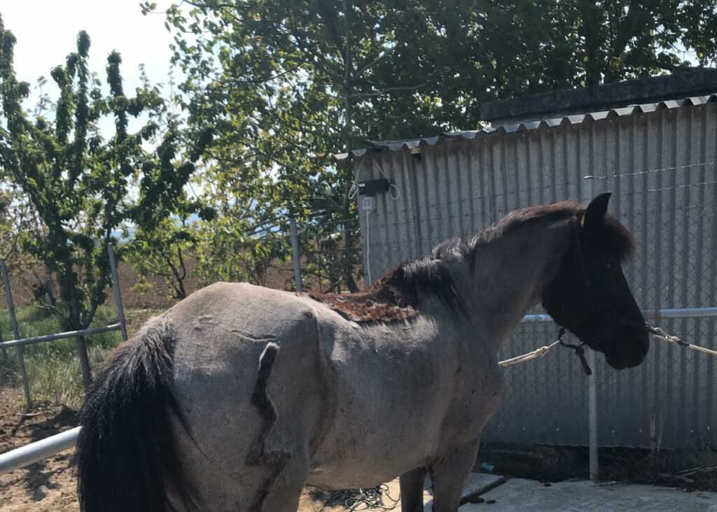 Καβάλα: Επικήρυξη με 7.000 ευρώ για τους δολοφόνους της Τιτίκας, ενός νεαρού αλόγου - Media