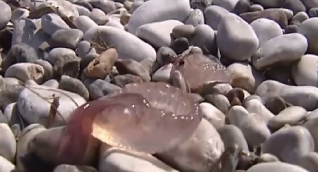 Κρήτη: Ασυνήθιστο είδος τσούχτρας φθάνει κατά κοπάδια στις παραλίες (Video) - Media