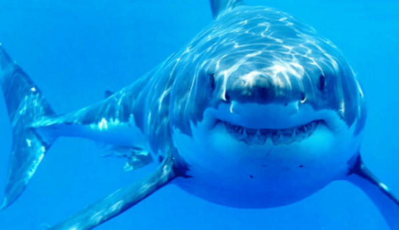 Από... μωρό, τρομακτικός: Λευκός καρχαρίας κάνει βόλτες γύρω από βάρκες (Video) - Media