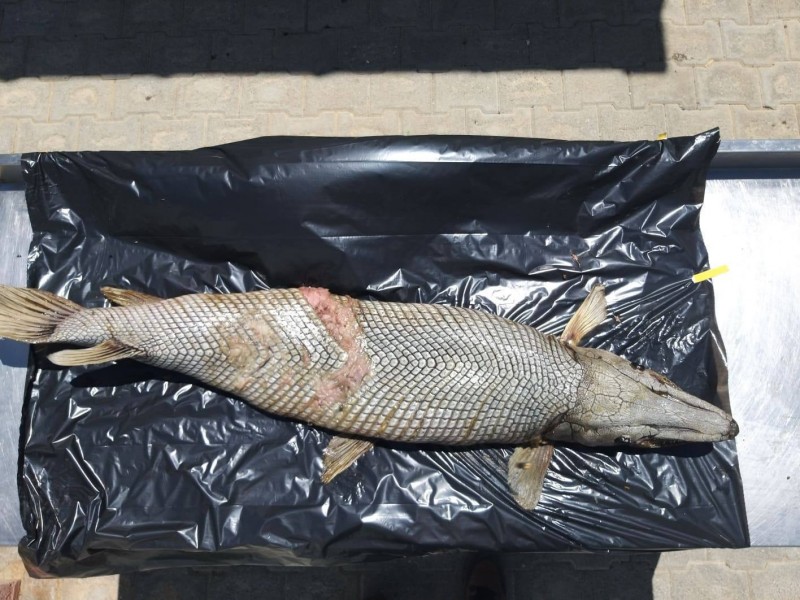 Μυστηριώδες ψάρι-αλιγάτορας εντοπίστηκε στην Κύπρο (Photos) - Media