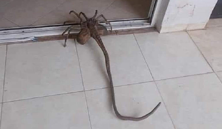 Αράχνη με… εξωγήινη όψη  εμφανίστηκε στα Τρίκαλα - Media