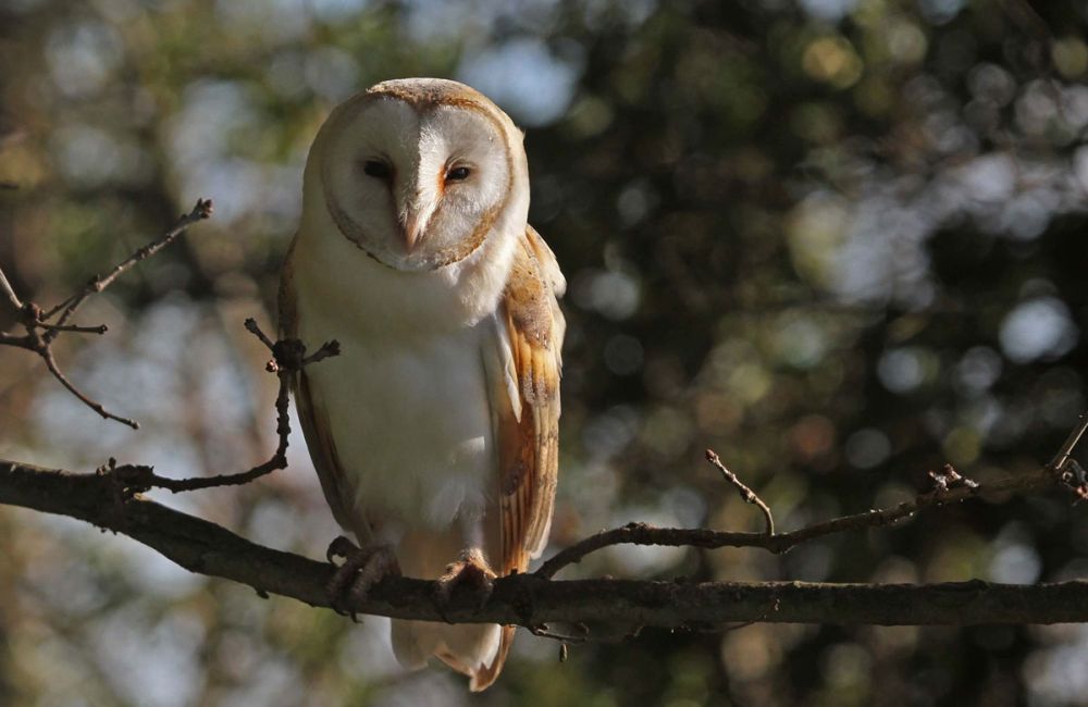Κύπρος: Επιστρατεύονται ανθρωποπούλια για αντιμετώπιση των τρωκτικών - Media