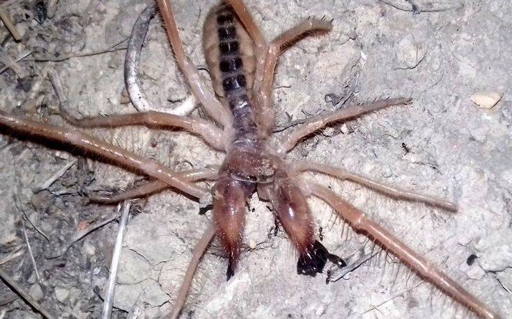 Camel Spider: Νέες πληροφορίες για την αράχνη τέρας που «κόβει» βόλτες στην Ελλάδα - Media