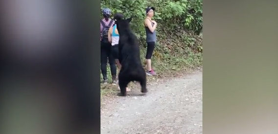 Αρκούδα σηκώνεται στα δυο της πόδια και στήνεται για... selfie! (Videos) - Media