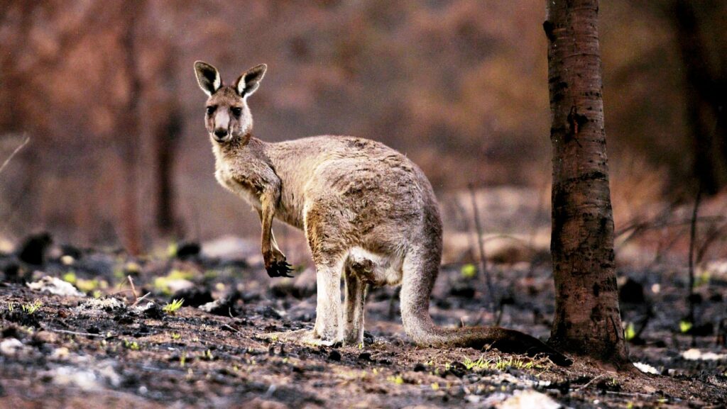 Αυστραλία: Αδιανόητη καταστροφή από τις φονικές φωτιές - Τρία δισεκατομμύρια ζώα κάηκαν ή εκτοπίστηκαν - Media