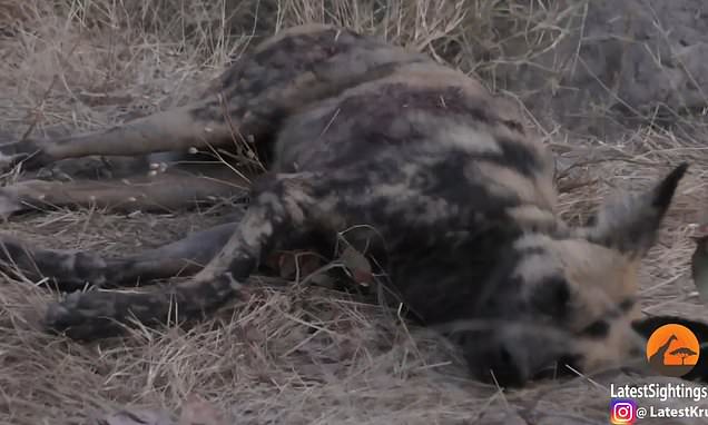 Όσκαρ ηθοποιίας: Αγριόσκυλο στη σαβάνα παριστάνει το νεκρό για να γλιτώσει από τα λιοντάρια (Video) - Media