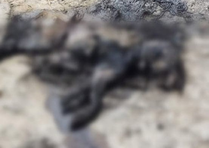 Κτηνωδία πέρα από κάθε λογική: Έκαψαν ζωντανό σκύλο στα Χανιά και τον άφησαν σε κοινή θέα (Photos, πολύ σκληρές εικόνες) - Media