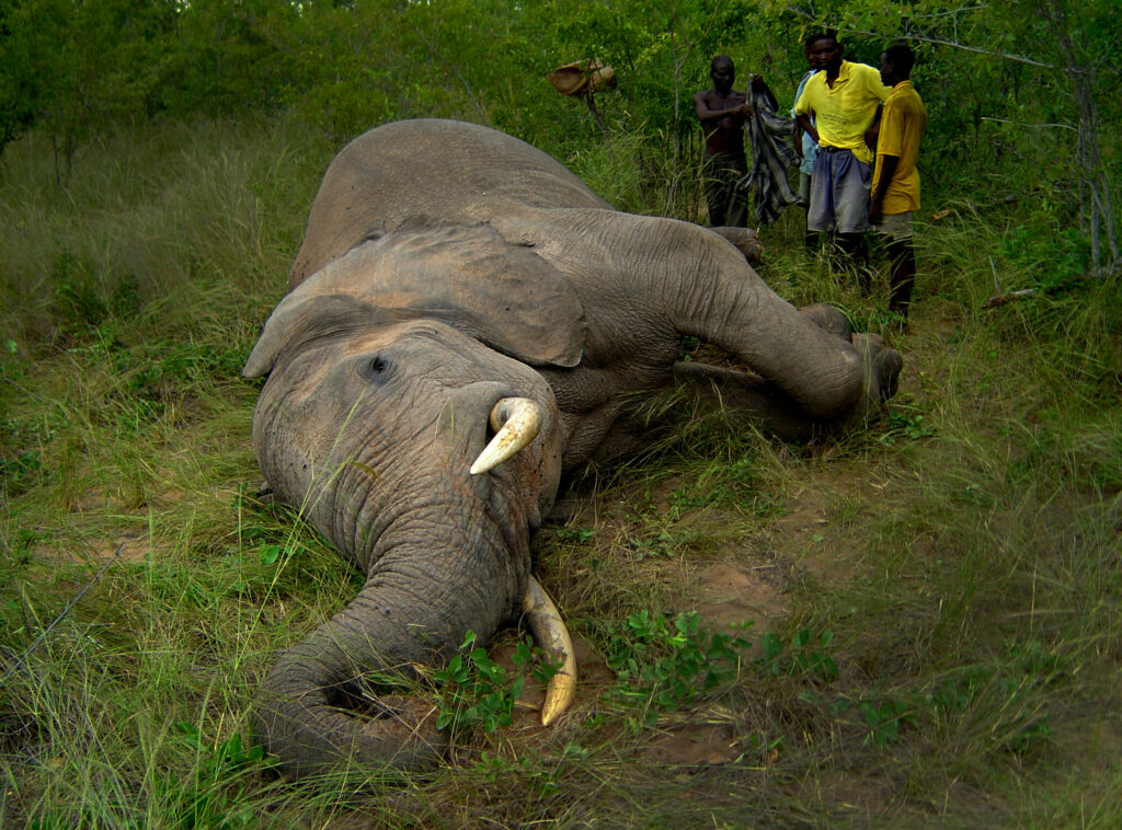 Θρίλερ με μαζικούς θανάτους ελεφάντων στη Μποτσουάνα (Photo) - Media