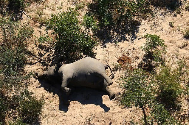 Mποτσουάνα: Ανεξήγητη εκατόμβη με 350 νεκρούς ελέφαντες - Ποιο σενάριο τρομάζει τους ειδικούς (Photos) - Media