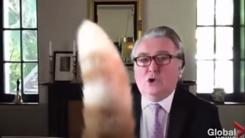 Ουρά γάτας διακόπτει τηλεδιάσκεψη βρετανών βουλευτών και το θέαμα είναι ξεκαρδιστικό (Video) - Media