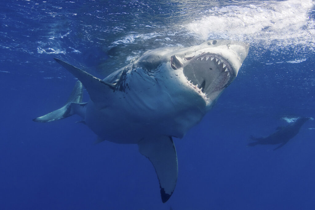 Εφιάλτης στα ρηχά: Λευκός καρχαρίας κατασπαράσσει 63χρονη - Media