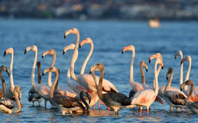 Άγιος Μάμας: Αναπαραγωγή φλαμίνγκο για πρώτη φορά στην Ελλάδα (Video) - Media