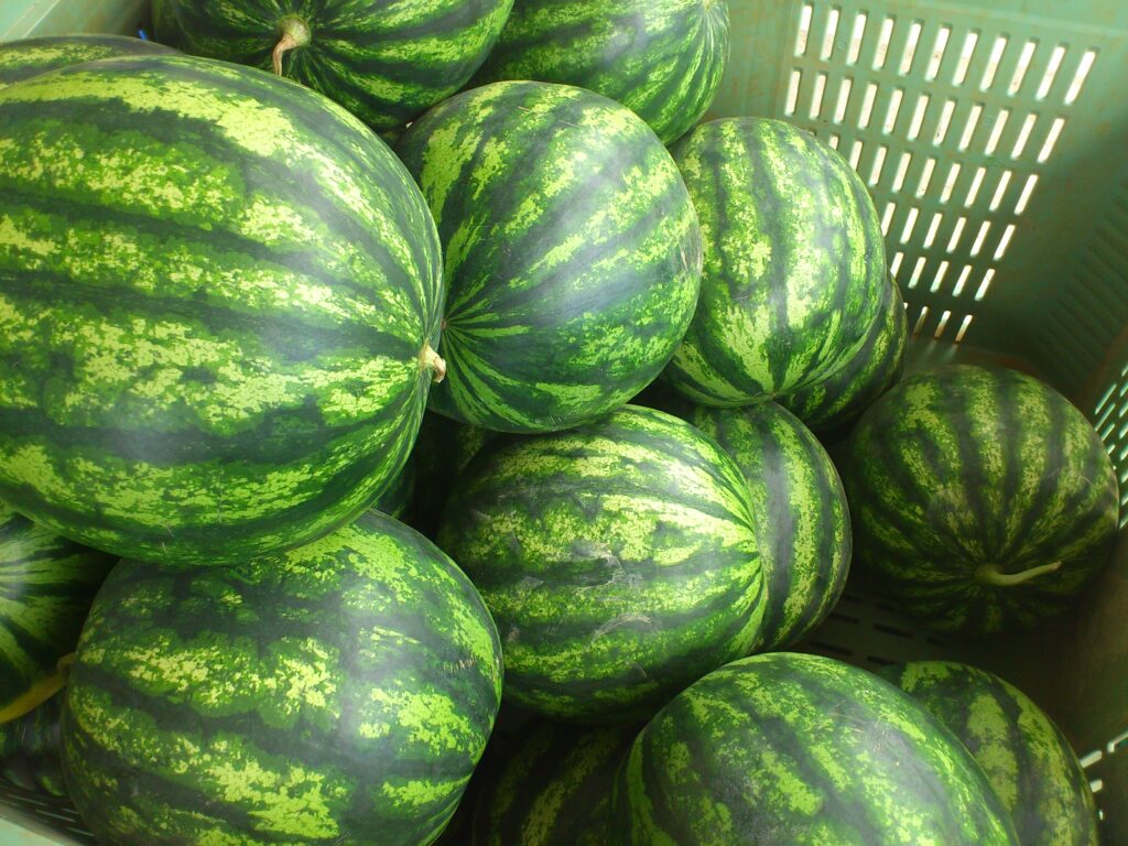 Κιλκίς: Καρπούζια ωριμάζουν «ακούγοντας» Μότσαρτ και Μπετόβεν - Media