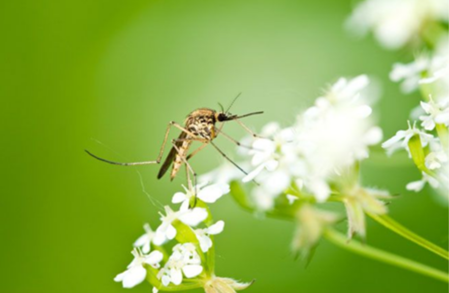 Κουνούπια: Πώς θα τα διώξετε μακριά από το σπίτι και τον κήπο σας - Media