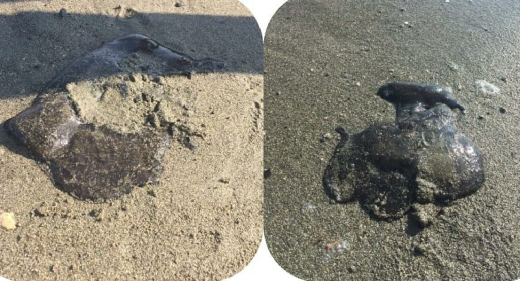 Γιγαντιαίες μέδουσες σκόρπισαν τον τρόμο σε παραλία της Λεμεσού: Κόκκινη σημαία από τις αρχές (photos) - Media