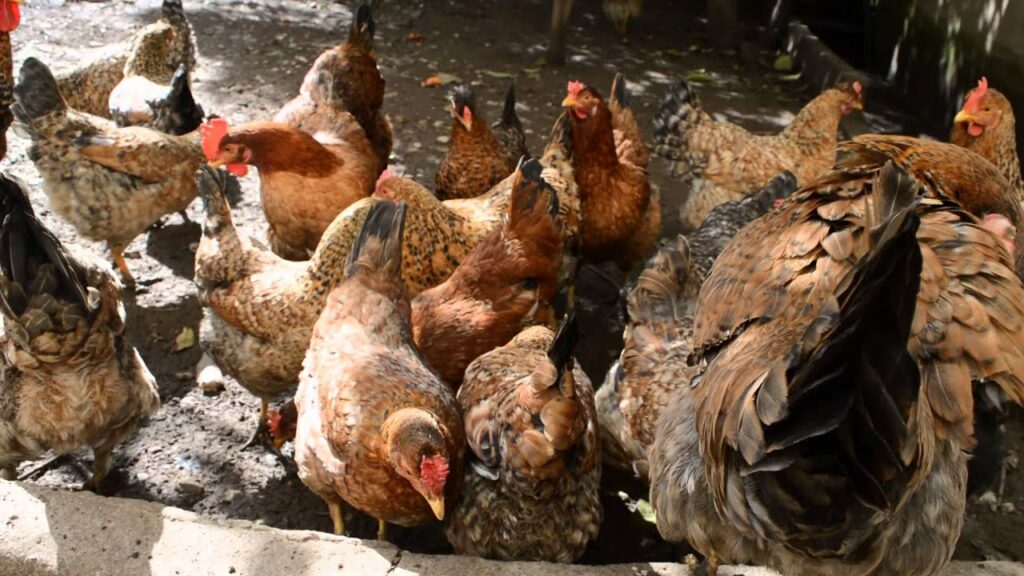 Ιός του Δυτικού Νείλου βρέθηκε σε κοτόπουλο στην Κρήτη - Media