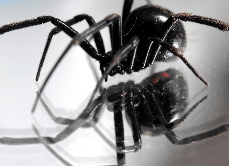 Η μάχη που έδωσαν οι γιατροί για να σώσουν το 10 μηνών βρέφος από το τσίμπημα της μαύρης αράχνης - Media