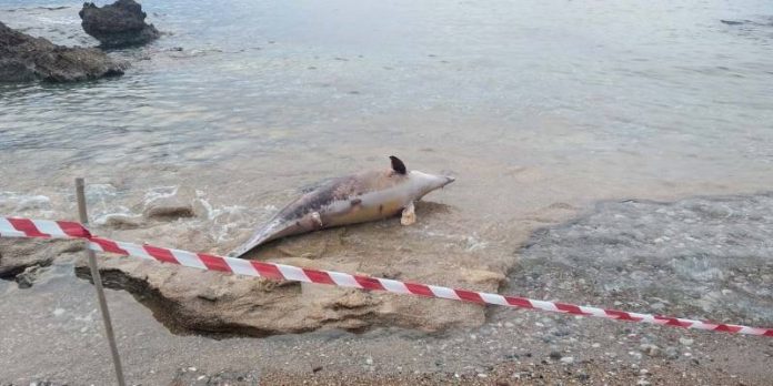 Άνδρος: Νεκρό δελφίνι στην παραλία Ατένι - Media