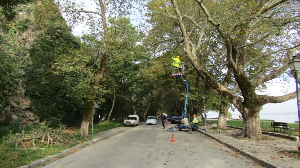 Ιωάννινα:  Τα παραλίμνια πλατάνια πλήττονται από «έλκος» - Κίνδυνος περιβαλλοντικής και αισθητικής καταστροφής (Photos)  - Media
