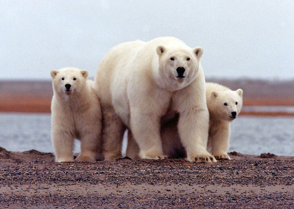 Αντίστροφη μέτρηση για την εξαφάνιση των πολικών αρκούδων - Media