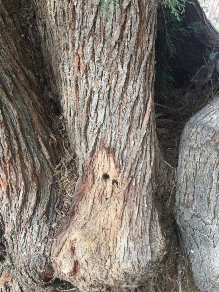 Μυστήριο με τρύπες στα δέντρα στο δήμο Δυτικής Λέσβου (Photos) - Media
