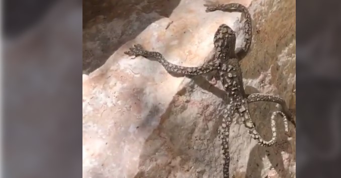 «Πείτε μου ότι δεν είναι αληθινό»: Παράξενο πλάσμα σε βίντεο «ρίχνει» το TikTok (Video) - Media