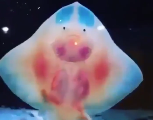 Σαλάχια - κλόουν χορεύουν στο νερό (Video) - Media