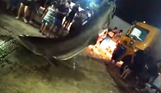 Πάτρα: Έβγαλαν καρχαρία «σαπουνά» τεσσάρων μέτρων με γερανό (Video/Photos) - Media