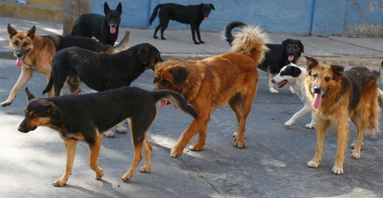 Λάρισα: Πεινασμένα σκυλιά επιτέθηκαν σε μαθητές - Media