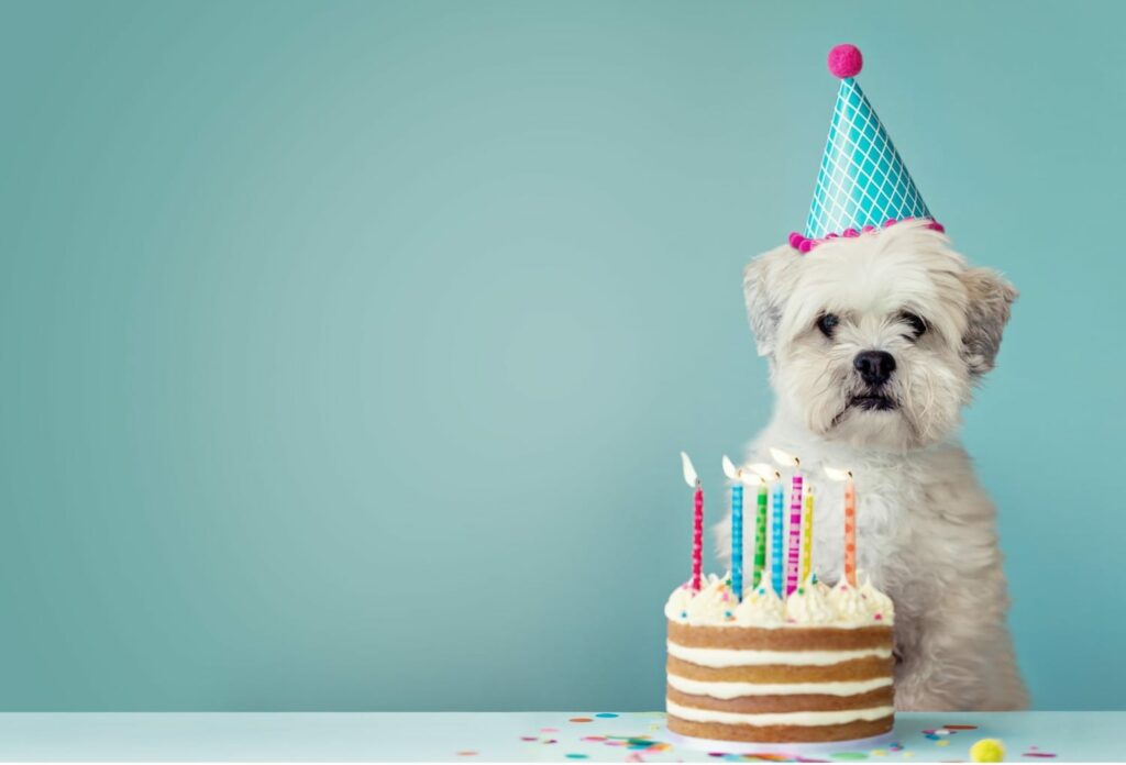 Καταρρέει ο μύθος για την ηλικία των σκύλων – Ένας χρόνος ζωής τους ΔΕΝ αντιστοιχεί σε επτά ανθρώπινα έτη  - Media