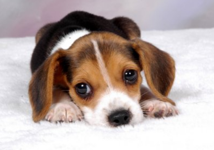 Γάβγισε ο σκύλος σου σε ώρα κοινής ησυχίας; Δες πόσο θα πληρώσεις! - Media