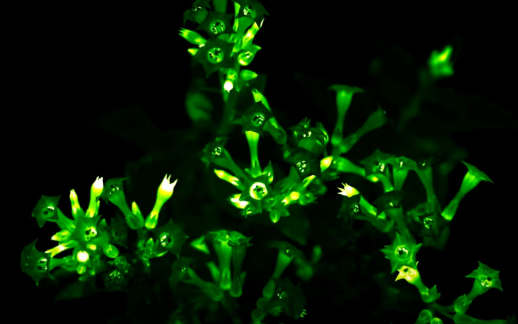 Επιστήμονες δημιούργησαν βιονικά φυτά που …φωσφορίζουν! (Photos | Video) - Media