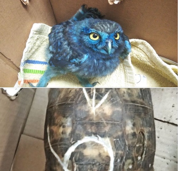 Φρίκη: Κτήνη έβαψαν μπλε μικρή κουκουβάγια και χάραξαν το καβούκι χελώνας, ενώ άλλη την έδεσαν με αλυσίδα (Photos) - Media