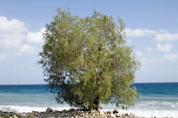 Αλμυρίκι: Το απόλυτο δέντρο του ελληνικού καλοκαιριού - Media