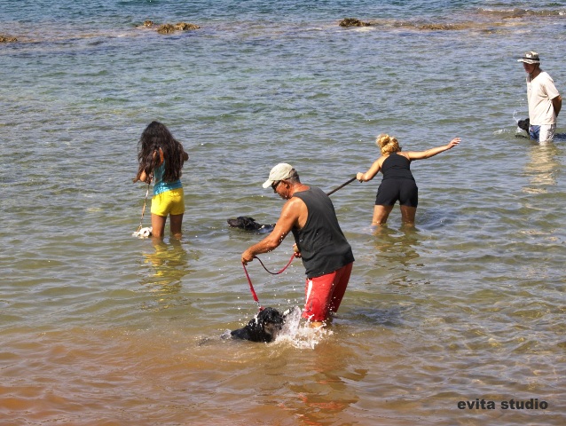 Χανιά: Μεγάλη επιτυχία για το πρώτο Dog Beach Party (Photos)  - Media
