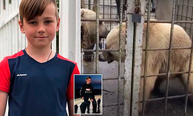 Αρκούδες σκότωσαν 11χρονο μαθητή – «Έπαιζαν μπάλα» με το κορμί του πριν το κατασπαράξουν - Media