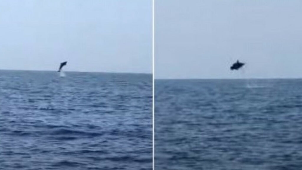 Εντυπωσιακά μακροβούτια δελφινιών στο Κάβο Γκρέκο της Κύπρου (Video) - Media
