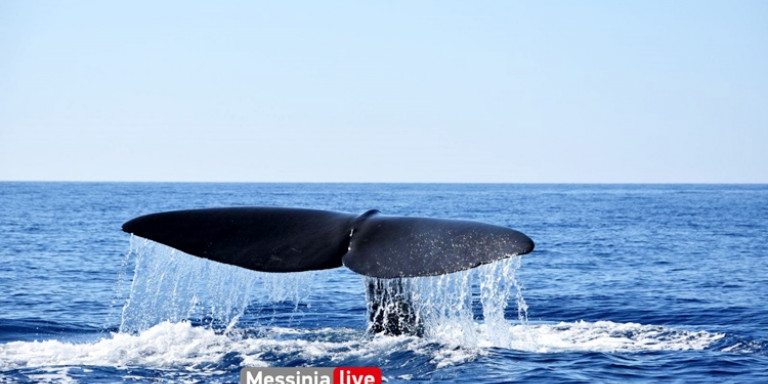 Φάλαινα-φυσητήρας μήκους 20 μέτρων έκανε την εμφάνισή της στη Μάνη! (Photos) - Media