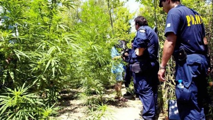 Νέα φυτεία εντόπισε η ΕΛ.ΑΣ. - Συνελήφθησαν την ώρα που πότιζαν τα δενδρύλλια (Photo) - Media