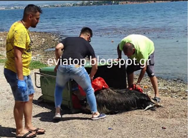 Εύβοια: Ξεβράζει νεκρά ζώα η θάλασσα - Τα παρέσυραν οι πλημμύρες  - Media