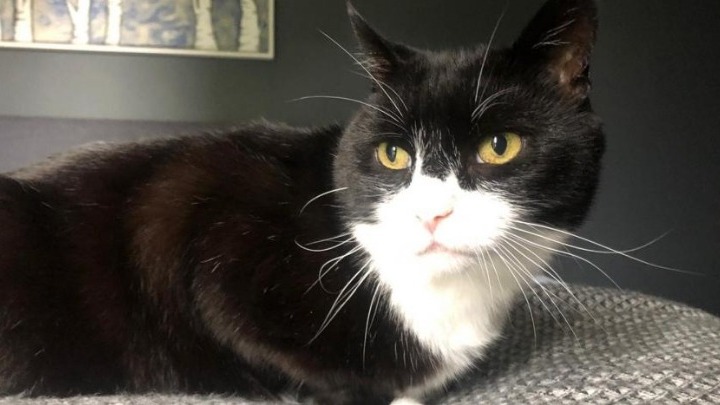 Πάλμερστον: Ο γάτος του Φόρεϊν Όφις βγαίνει στη σύνταξη - Media