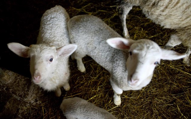 Ν. Ζηλανδία: Εκτρέφουν πρόβατα «φιλικά προς το περιβάλλον» - Media