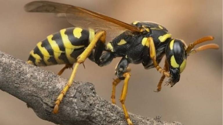 Στο νοσοκομείο με αλλεργικό σοκ 35χρονος μετά από τσίμπημα σφήκας - Media